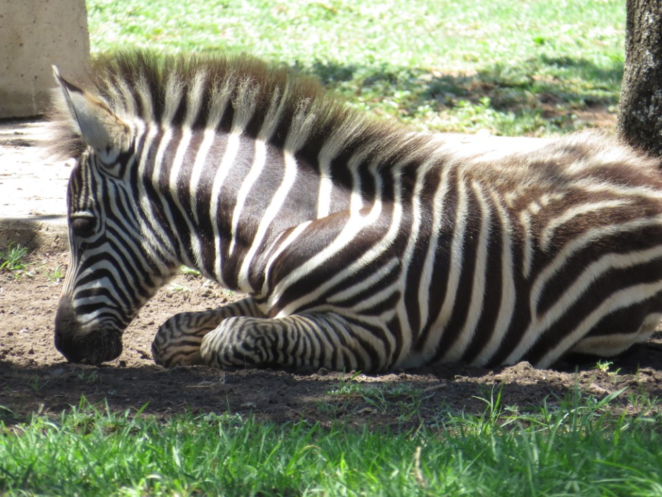 baby zebra